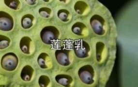 莲蓬乳病,莲蓬乳病的成因、症状与预防措施